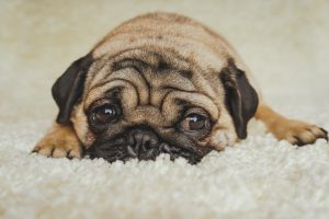 Carpet v's Hard Flooring