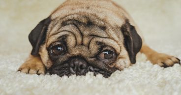 Carpet v's Hard Flooring