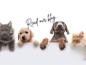 What's the best carpet for pets