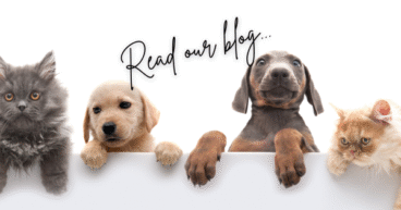 What's the best carpet for pets