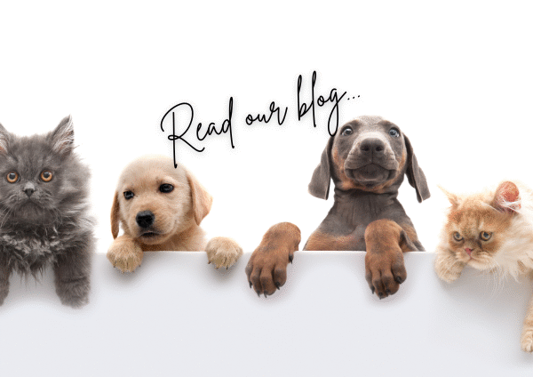 What's the best carpet for pets