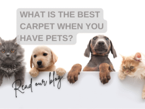 What is the best carpet for pets
